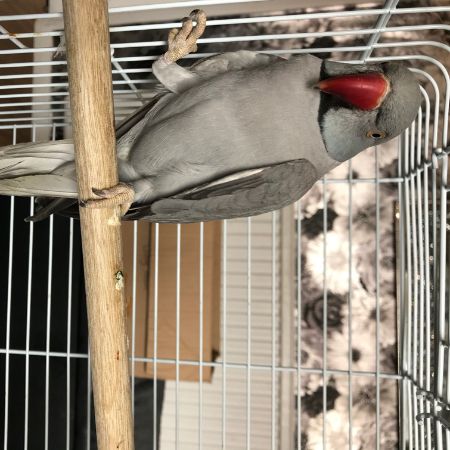 Lost Bird Parrot, Parakeet from Knighton Leicester LE2 Leicestershire