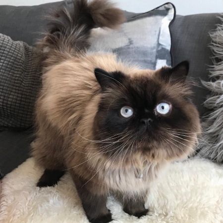 Missing Unknown - Other Cats in Cheltenham 