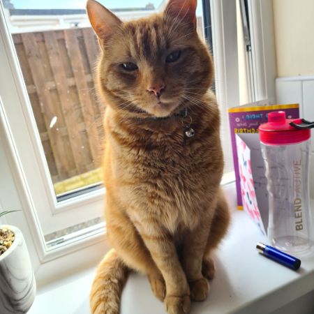 Missing Unknown - Other Cats in Pentraeth